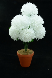 White Carnation-Mum Bush x7  (Lot of 1) SALE ITEM